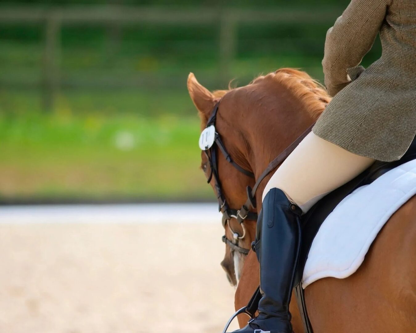 Horse Rider Sitting on the horse